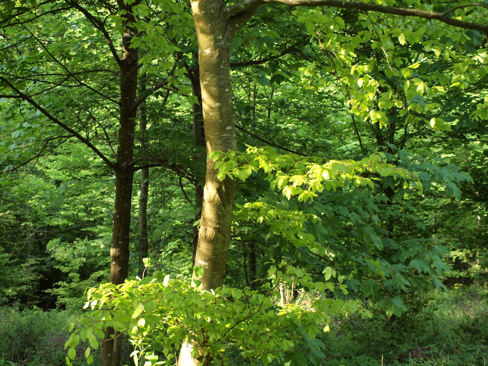 Häufige Fragen zum Webdesign aus der Eifel